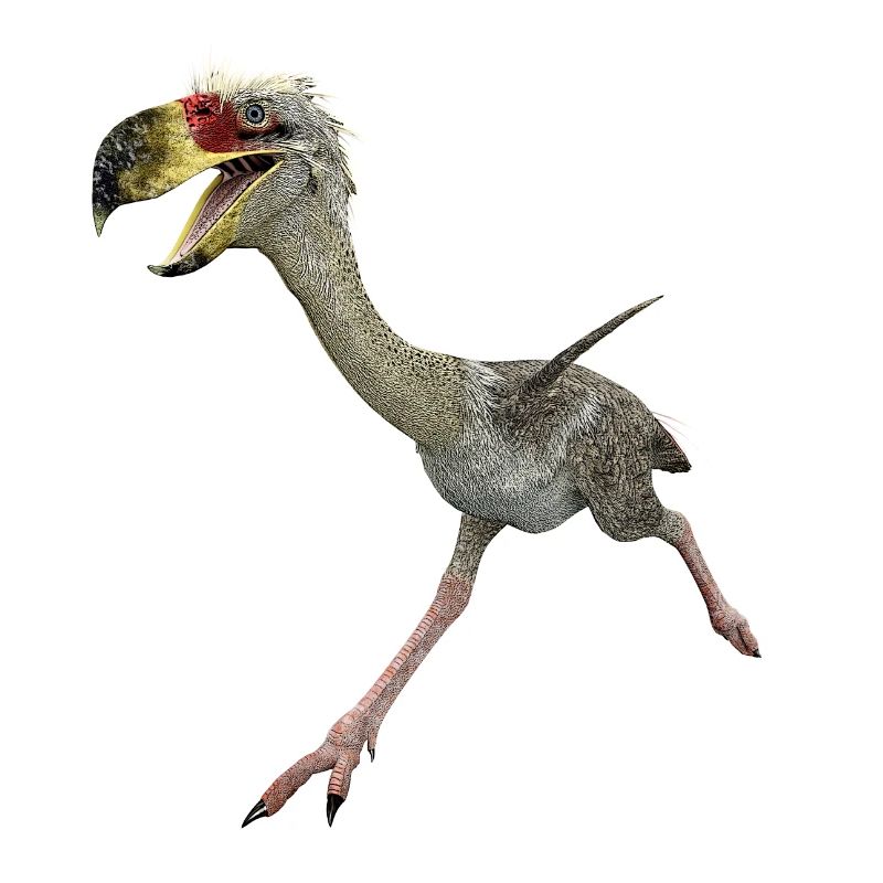 Terrorvogel Phorusrhacos, Vogel