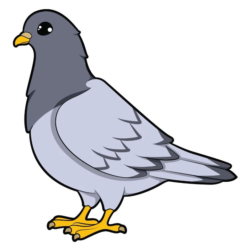 Pigeon