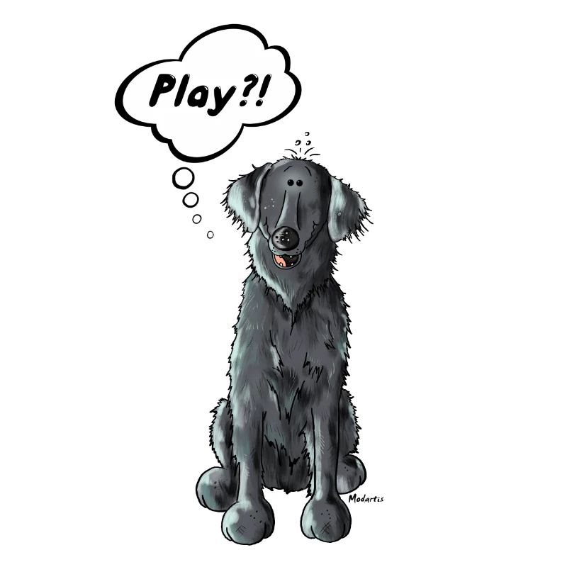 Flat Coated Retriever Play