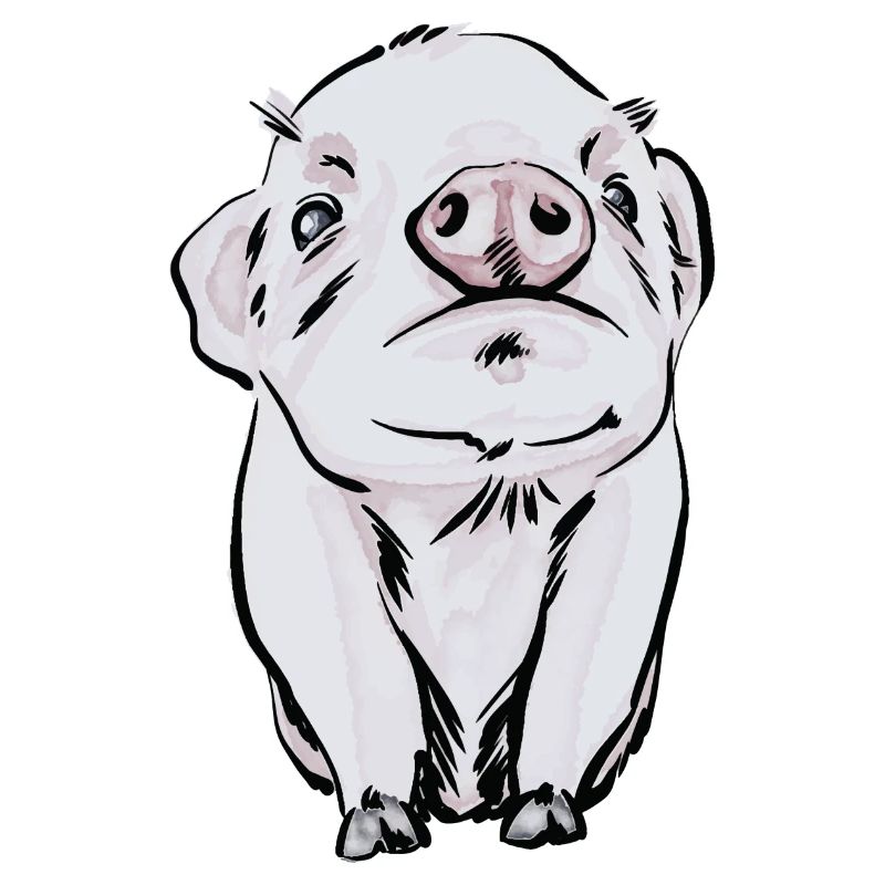 bébé cochon