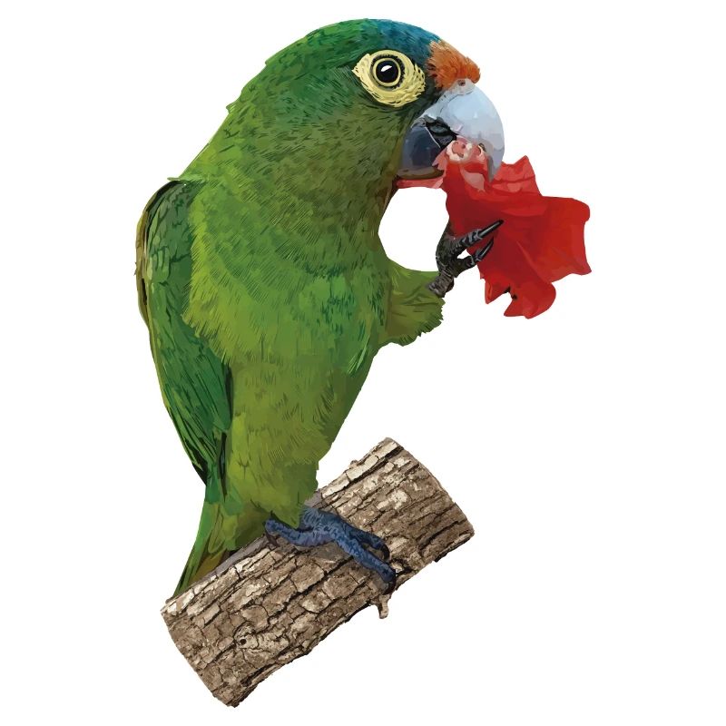 Orange-fronted parakeet