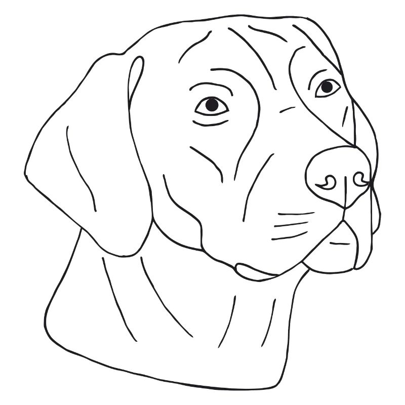 Rhodesian Ridgeback
