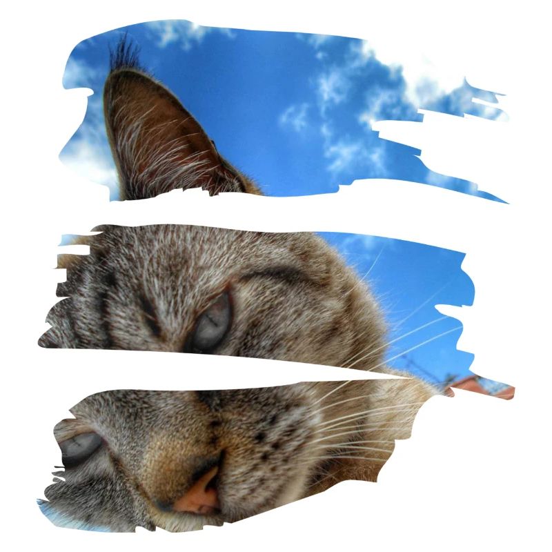 Catlove