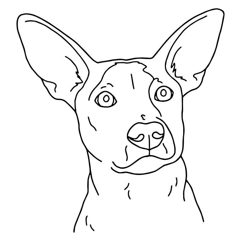 Hund