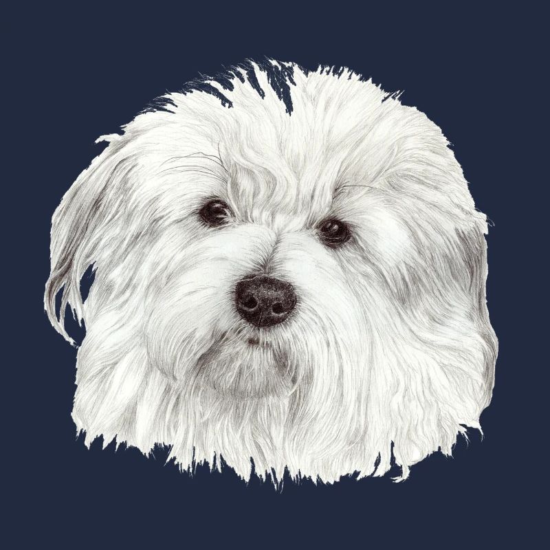 Coton-de-Tuléar