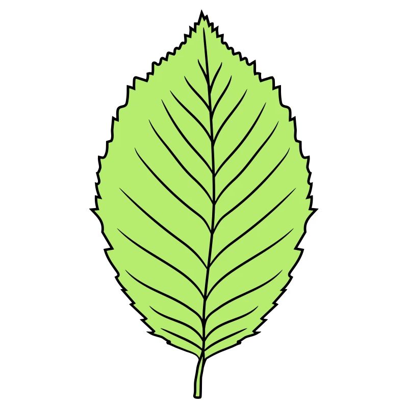 beech leaf tree plant shape clip art design forest