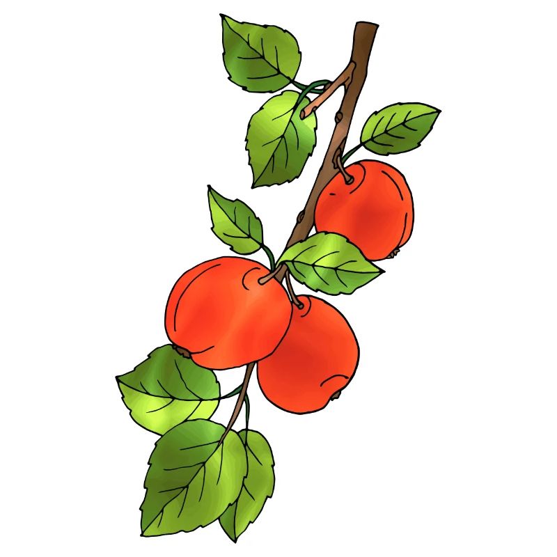 Äpfel