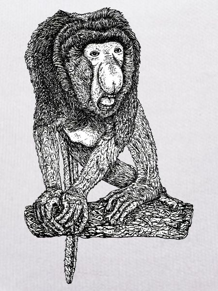 Singe Proboscis