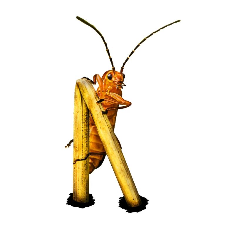 Beetle Aussichtspunkt