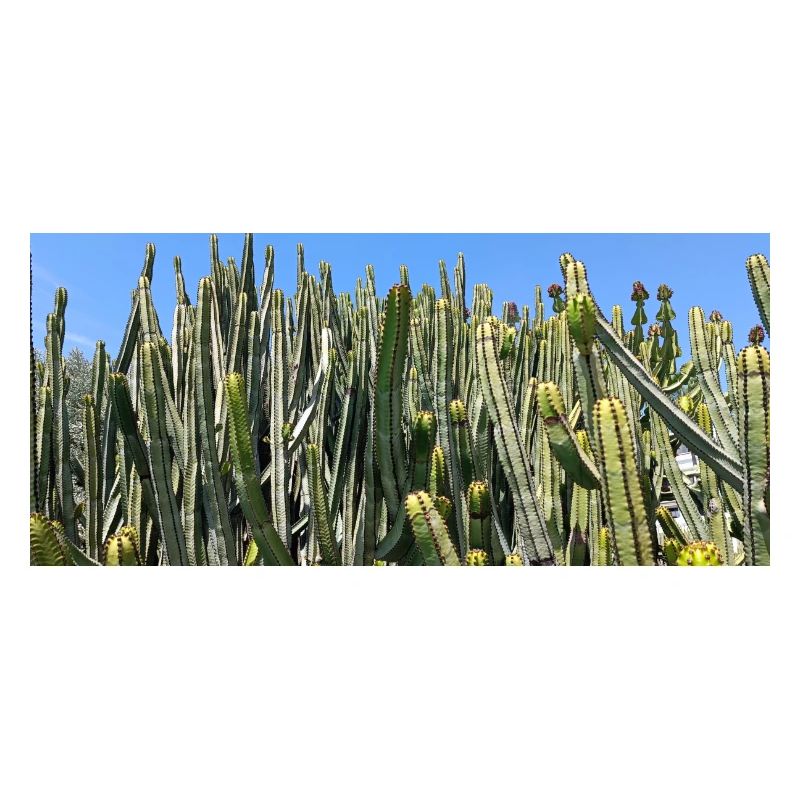 Cactus canarien