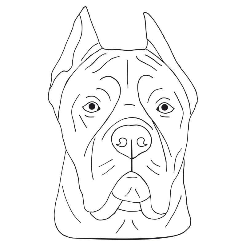 Cane Corso