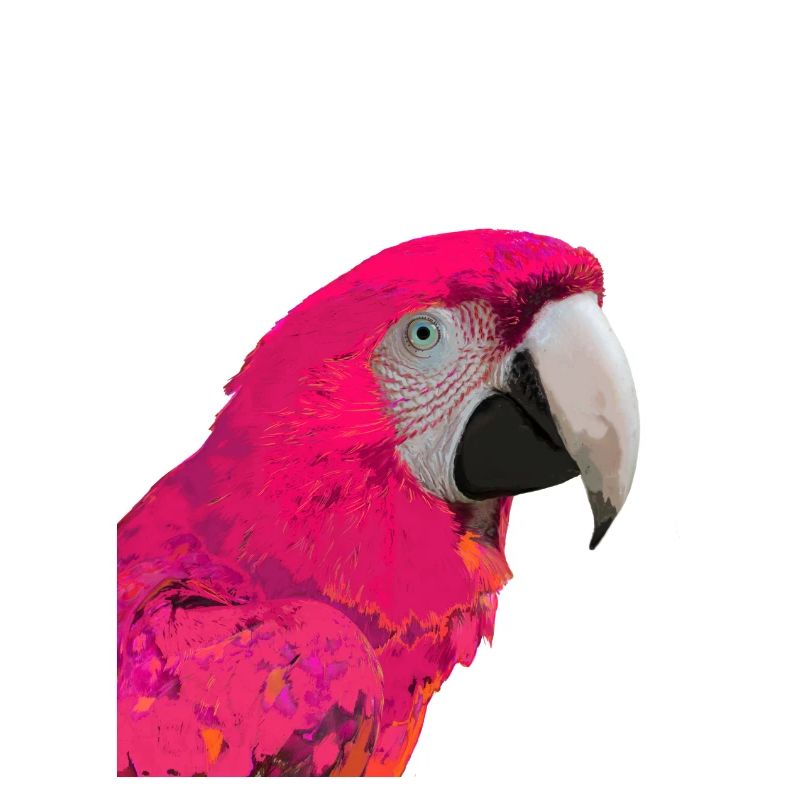 Papagei Rose
