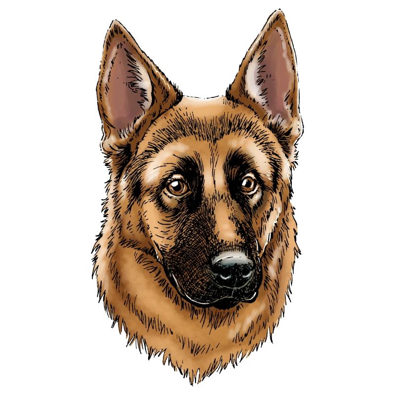 German Shepherd