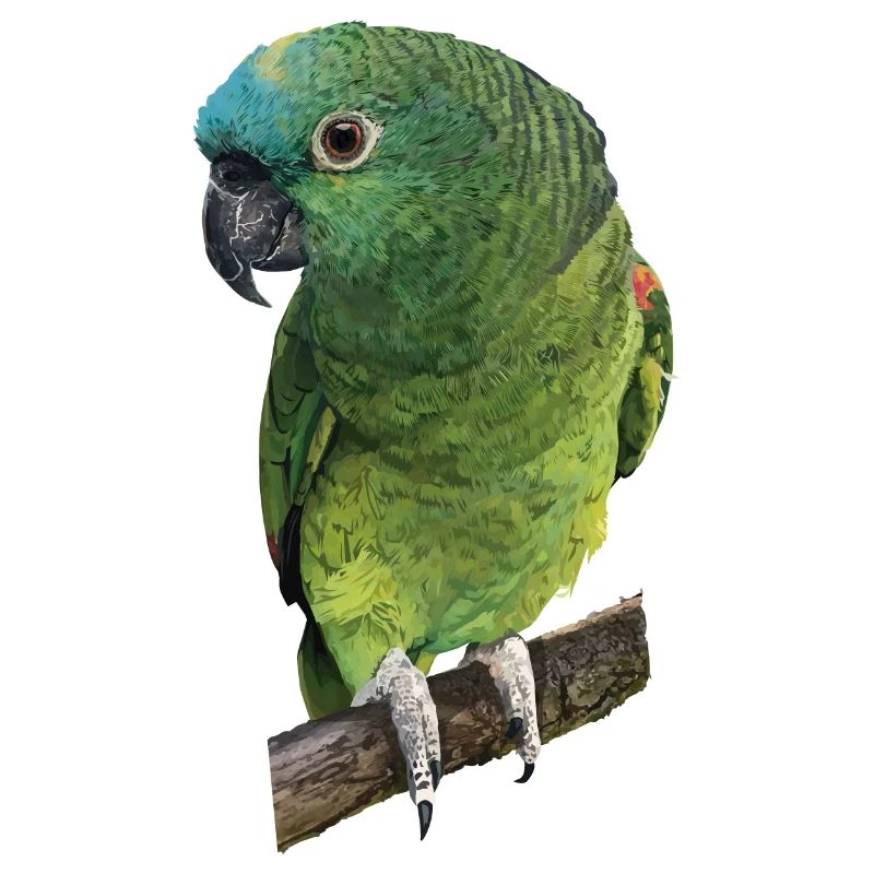 The blue-fronted amazon