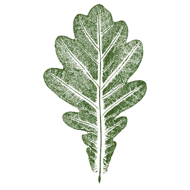 Leaf Oak - Oak Leaf / Nature & Forest Design
