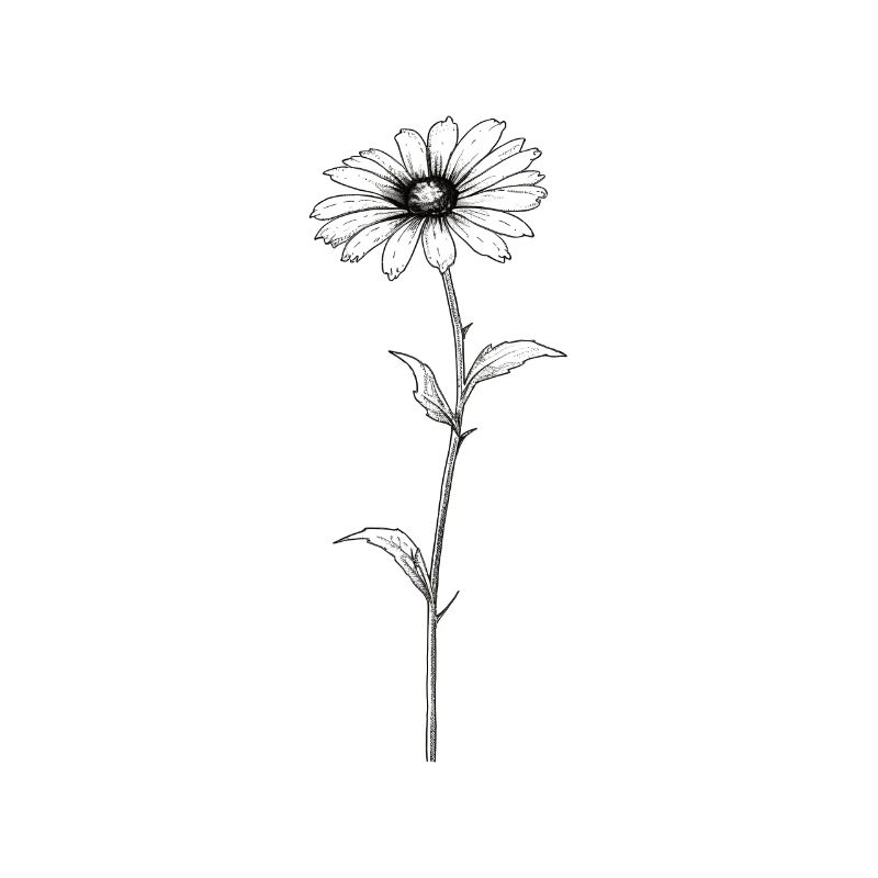 Gänseblümchen Sillouetthe