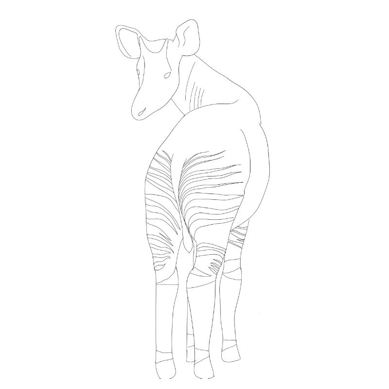 okapi