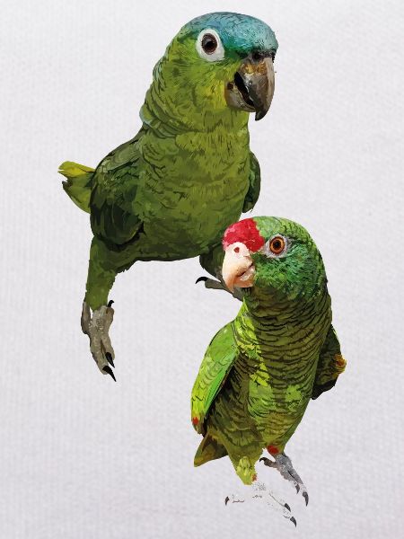 Papageien aus dem Amazonas