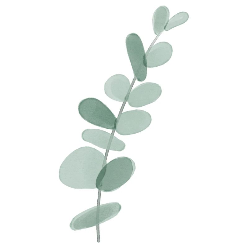 Eukalyptus