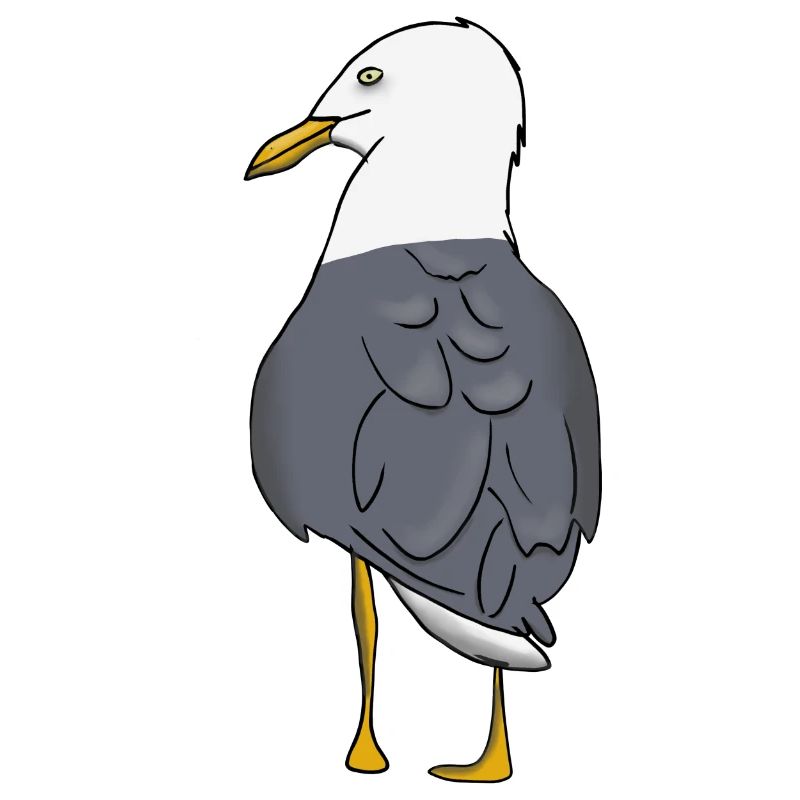 Möwe