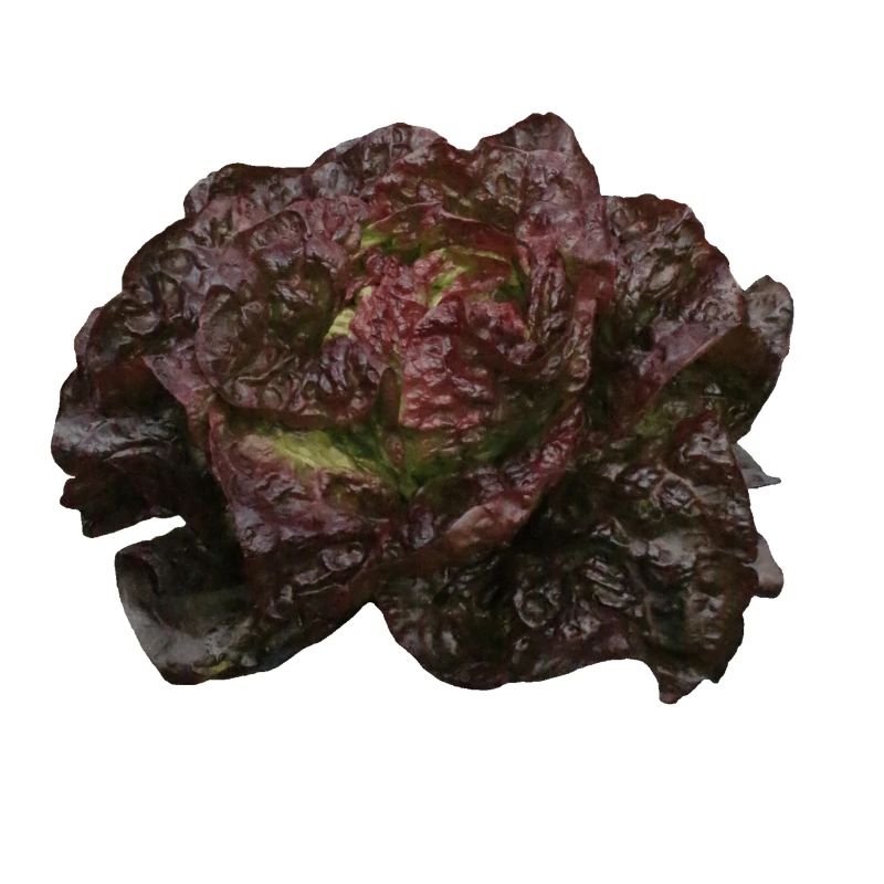 Lettuce head red
