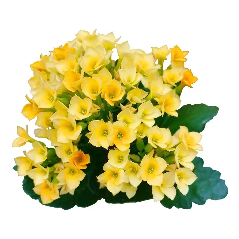 Fleurs printanières jaune doré