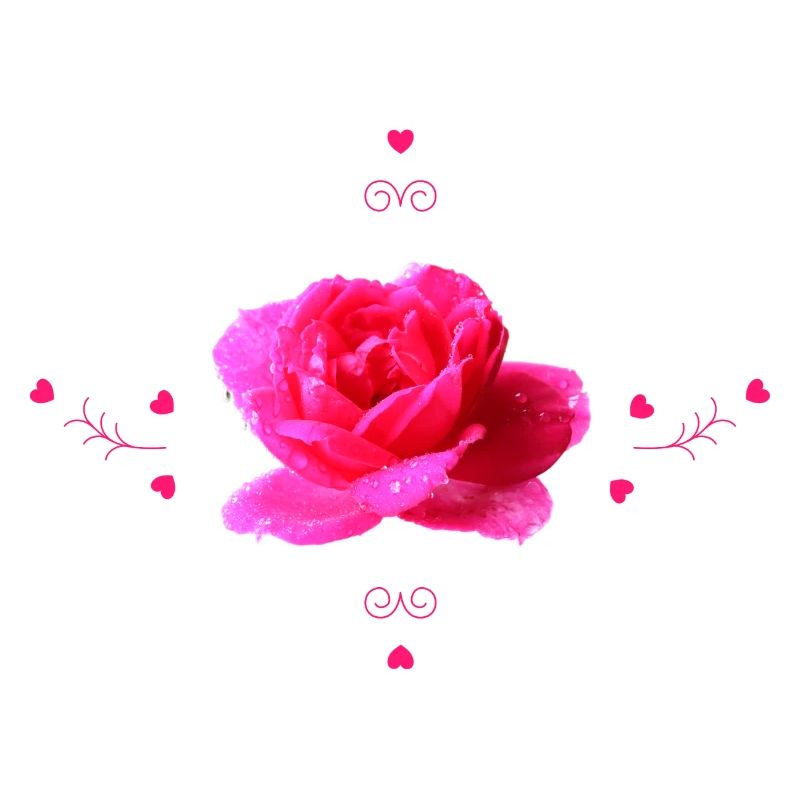 Rose