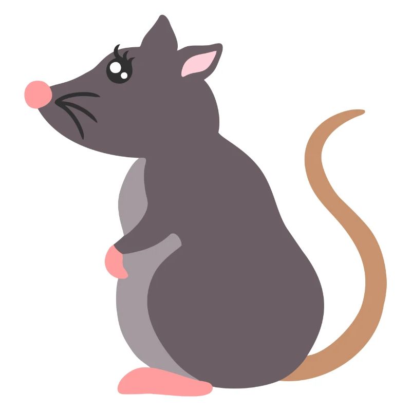 rat