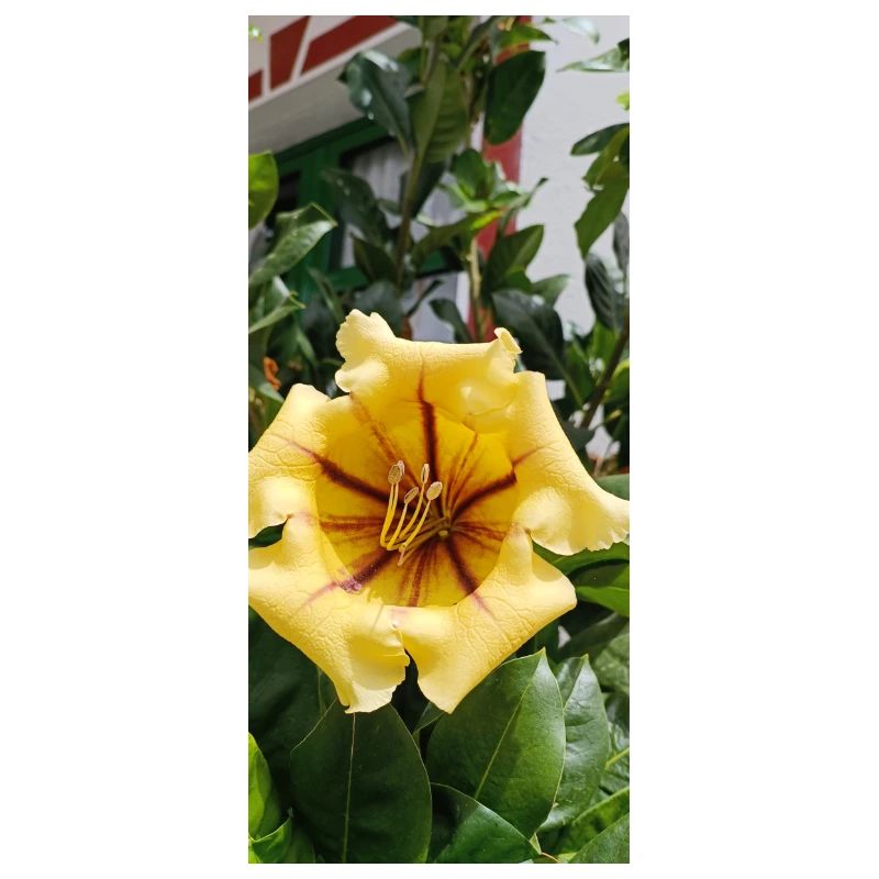 Belle fleur jaune