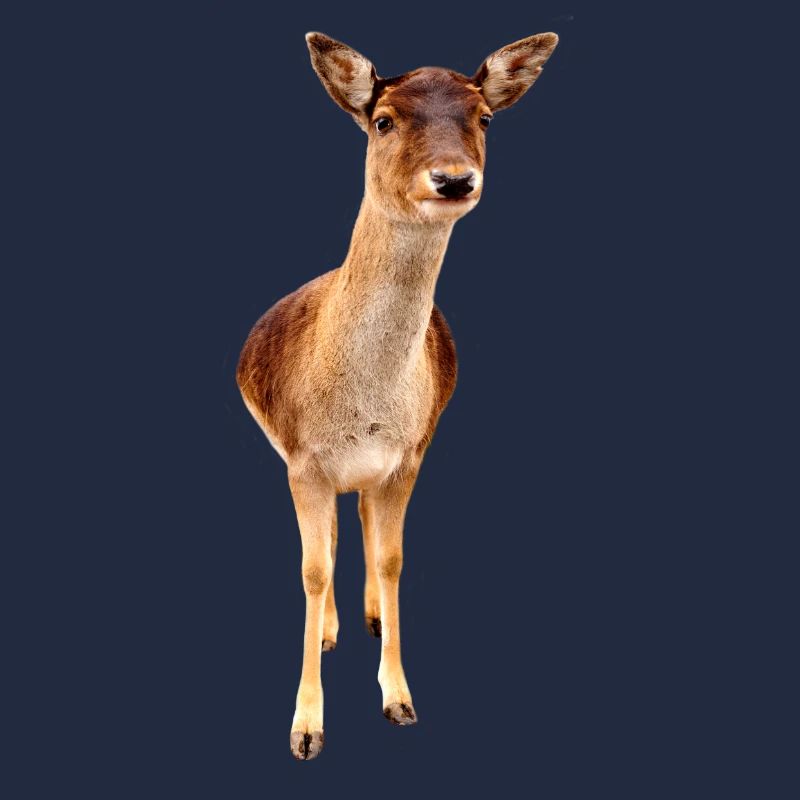 Reh