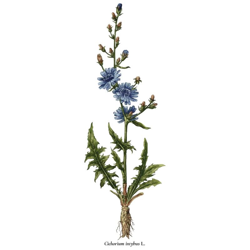 Chicory