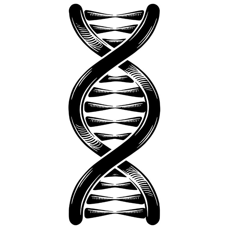 DNA strand double helix with hydrogen bonds