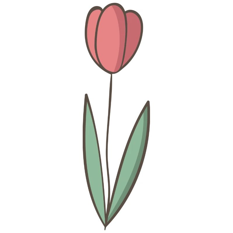 tulip