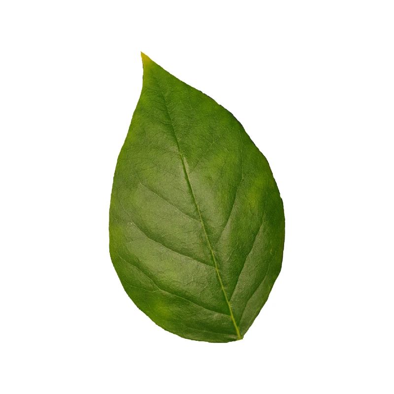 Leaf tree plant spring summer autumn green