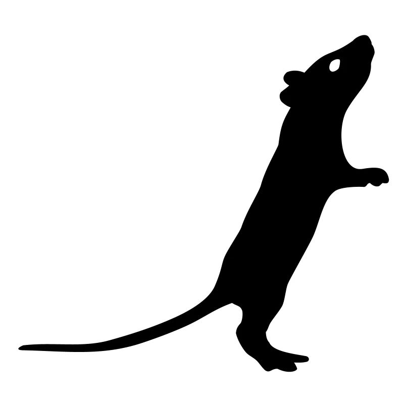 Ratte