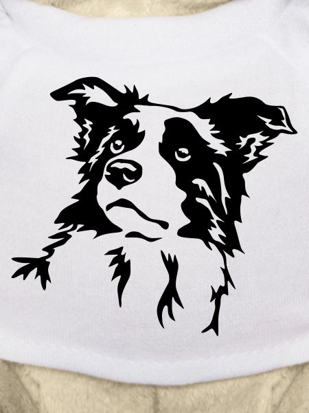 Border Collie head