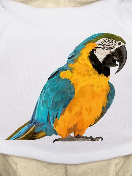 blue and yellow macaw