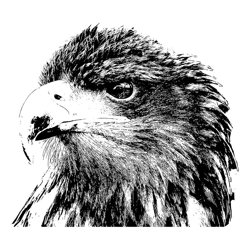 Aigle