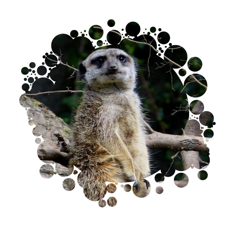 Erdmännchen