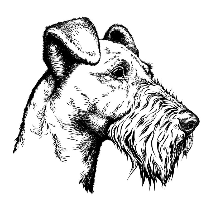 Irish Terrier Portrait