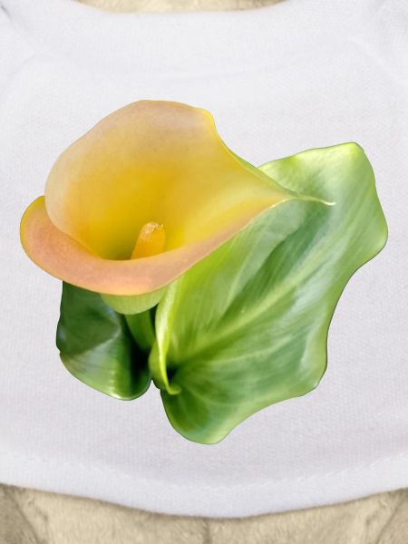 GELBE CALLA-LILIE