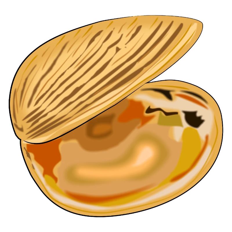 Coquille déployée
