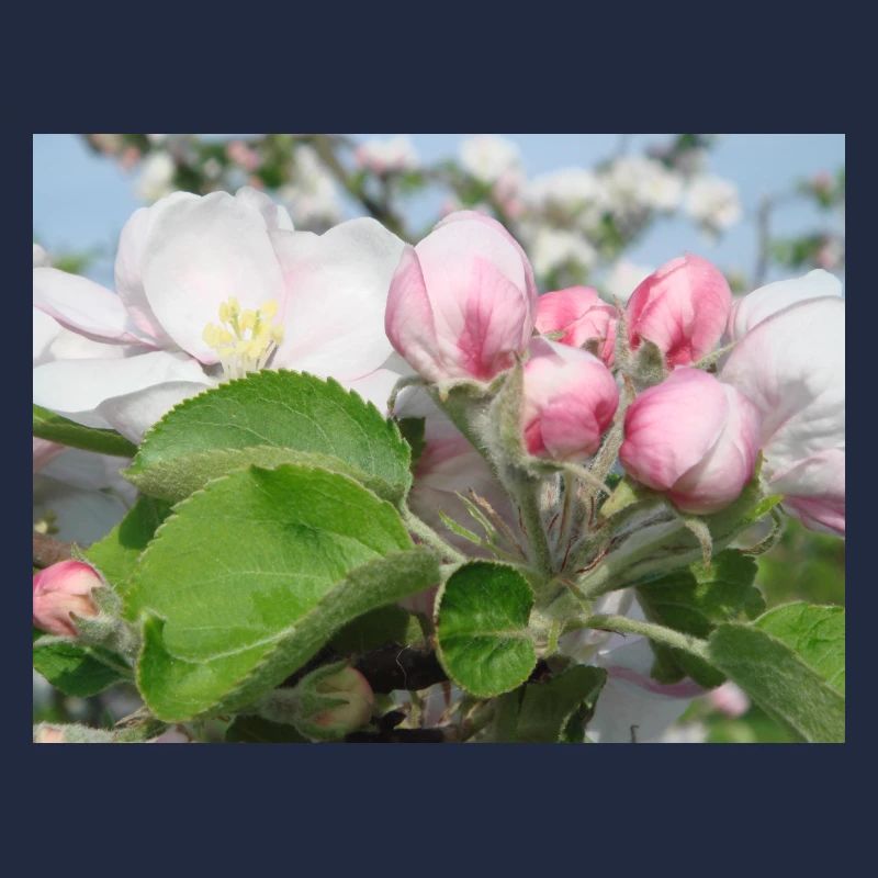 Apple Blossom Branches Spring Summer