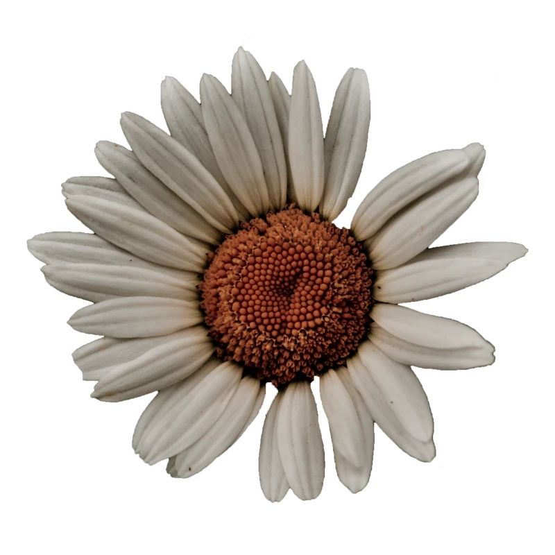 Margerite