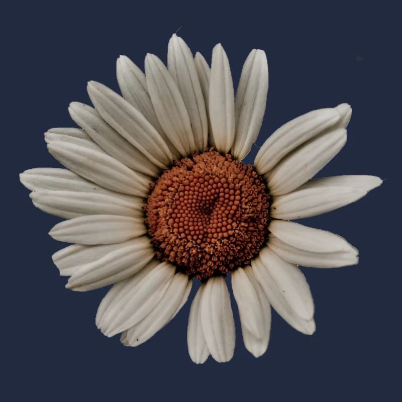 Oxeye daisy