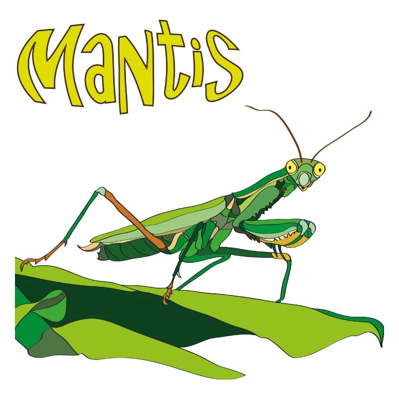Gottesanbeterin, Mantis