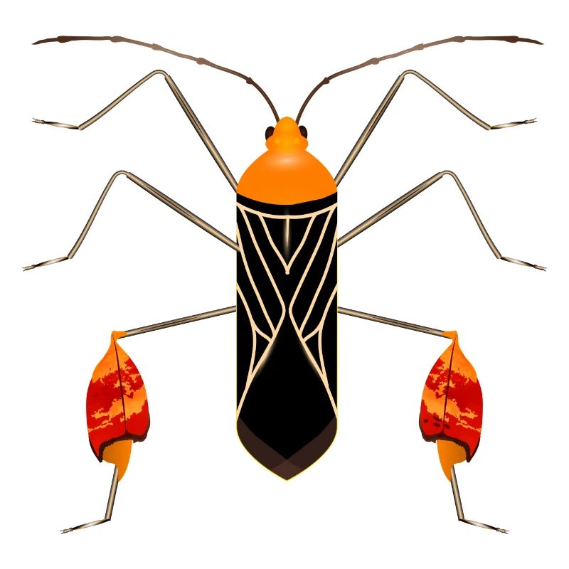 Anisoscelis alipes leaf-footed bug exotic insect