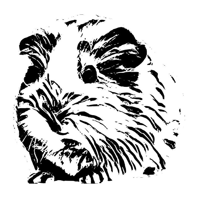 Cochons d'Inde