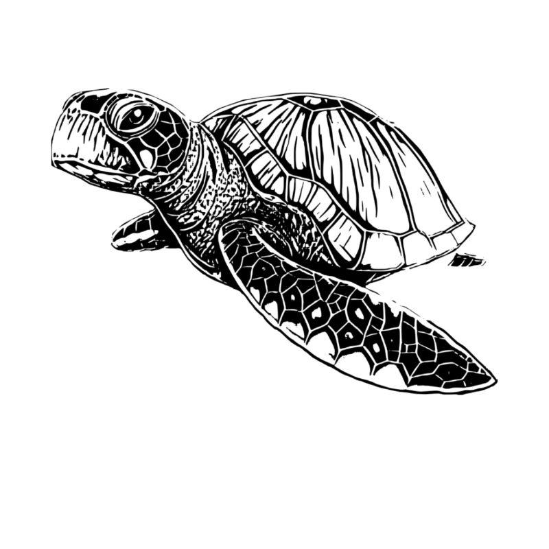 Tortue de mer