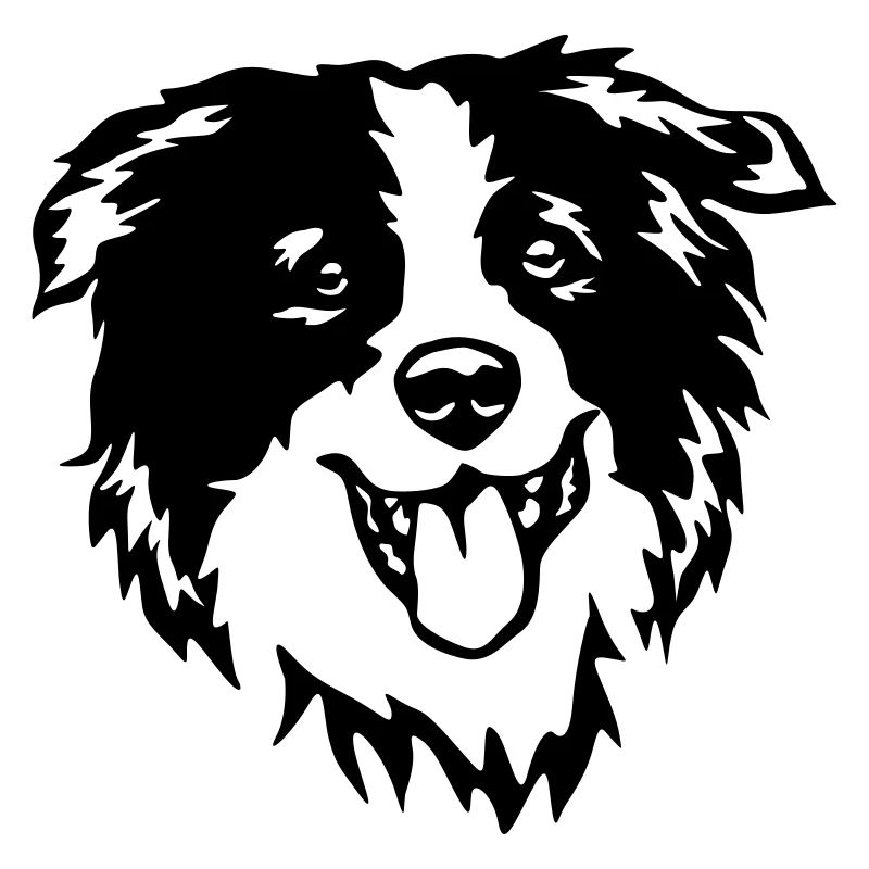 Border Collie Kopf